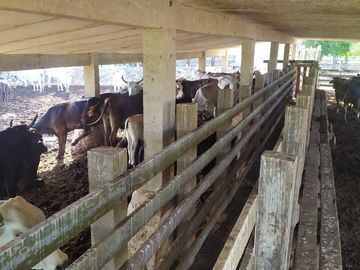 RANCHO GANADERO EN VENTA DE 202 HAS CON ORILLA DE CARRETERA EN LA ZONA DE BUCTZOTZ Y SUCILA.