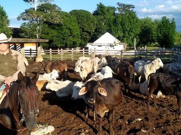 RANCHO GANADERO EN VENTA DE 202 HAS CON ORILLA DE CARRETERA EN LA ZONA DE BUCTZOTZ Y SUCILA.