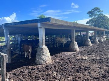 RANCHO GANADERO EN VENTA DE 202 HAS CON ORILLA DE CARRETERA EN LA ZONA DE BUCTZOTZ Y SUCILA.