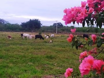 RANCHO GANADERO EN VENTA DE 202 HAS CON ORILLA DE CARRETERA EN LA ZONA DE BUCTZOTZ Y SUCILA.