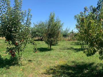 Se vende parcela 7.430 m2 con casa en Pelarco