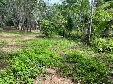 28 Rai Palm Plantation with Mountain and Canal Views in Lo Yung, Phangnga