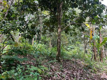 28 Rai Palm Plantation with Mountain and Canal Views in Lo Yung, Phangnga