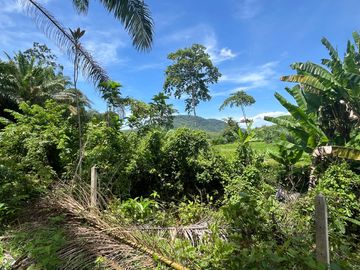 28 Rai Palm Plantation with Mountain and Canal Views in Lo Yung, Phangnga