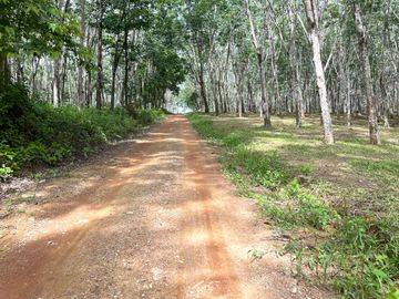 28 Rai Palm Plantation with Mountain and Canal Views in Lo Yung, Phangnga