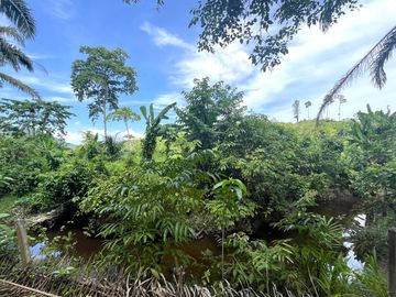 28 Rai Palm Plantation with Mountain and Canal Views in Lo Yung, Phangnga