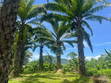 28 Rai Palm Plantation with Mountain and Canal Views in Lo Yung, Phangnga
