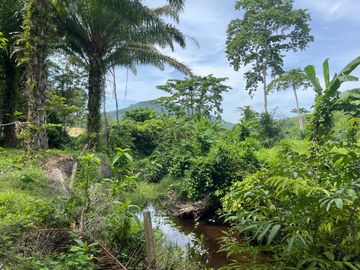 28 Rai Palm Plantation with Mountain and Canal Views in Lo Yung, Phangnga