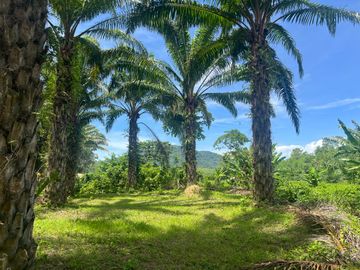 28 Rai Palm Plantation with Mountain and Canal Views in Lo Yung, Phangnga