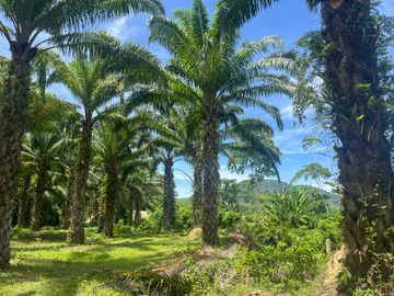 28 Rai Palm Plantation with Mountain and Canal Views in Lo Yung, Phangnga
