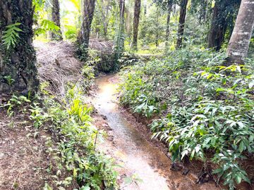 28 Rai Palm Plantation with Mountain and Canal Views in Lo Yung, Phangnga