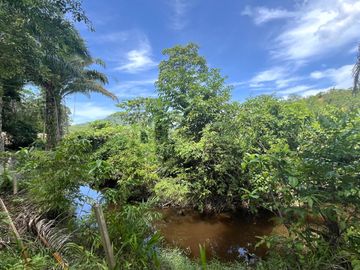 28 Rai Palm Plantation with Mountain and Canal Views in Lo Yung, Phangnga