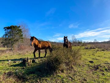 Campo en venta en Fresia - Santa María - 30 hectáreas