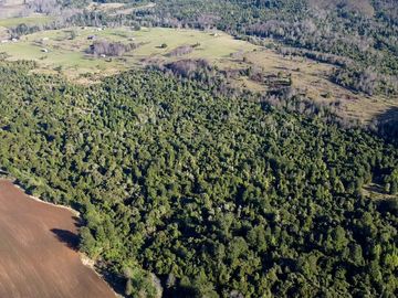 Campo en venta en Fresia - Santa María - 30 hectáreas