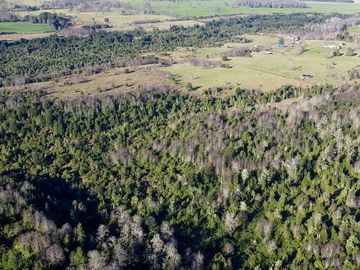 Campo en venta en Fresia - Santa María - 30 hectáreas