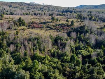 Campo en venta en Fresia - Santa María - 30 hectáreas