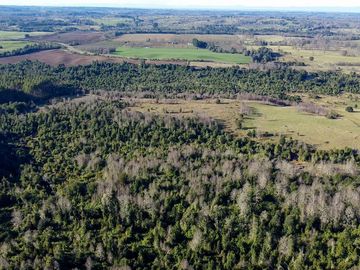 Campo en venta en Fresia - Santa María - 30 hectáreas