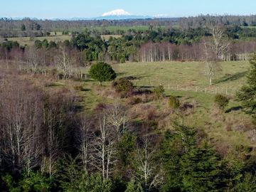 Campo en venta en Fresia - Santa María - 30 hectáreas
