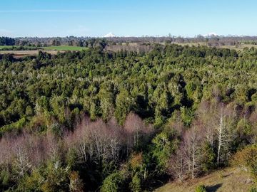 Campo en venta en Fresia - Santa María - 30 hectáreas