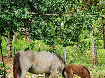 Finca05 Titulada con Tecas - FINANCIADAS 100%  SIN INTERES $500 Quincenal