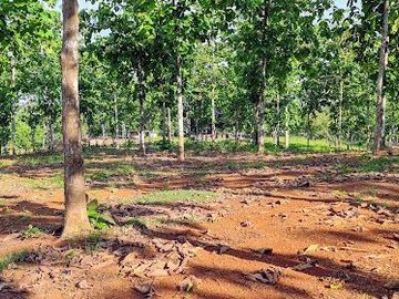 Finca05 Titulada con Tecas - FINANCIADAS 100%  SIN INTERES $500 Quincenal