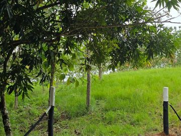 Finca05 Titulada con Tecas - FINANCIADAS 100%  SIN INTERES $500 Quincenal