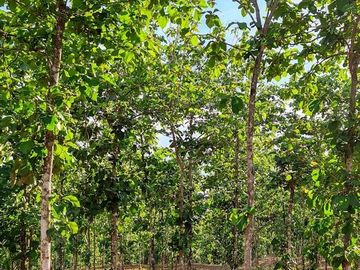 Finca05 Titulada con Tecas - FINANCIADAS 100%  SIN INTERES $500 Quincenal