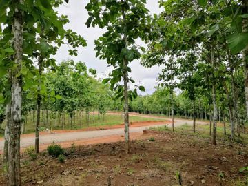Finca05 Titulada con Tecas - FINANCIADAS 100%  SIN INTERES $500 Quincenal