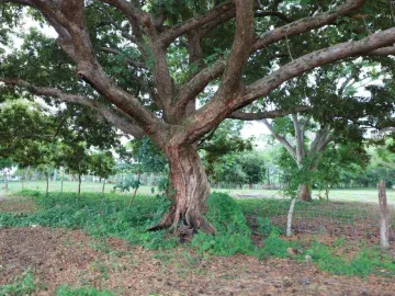 Venta de quinta ubicado en coronel traconis cerca del aeropuerto villahermosa, tabasco.