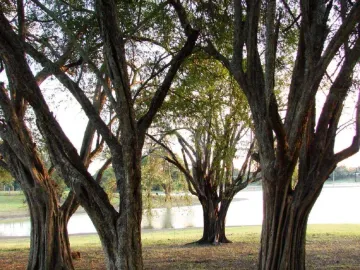Venta de quinta ubicado en coronel traconis cerca del aeropuerto villahermosa, tabasco.