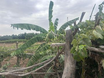 TERRENO DE 0.4137 HECTÁREA EN PUEBLO NUEVO ICA