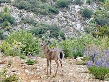 Vendo Hermoso Terreno, San Antonio de las Alazanas, Arteaga, Coahuila, Descendente, con unas vistas espectaculares