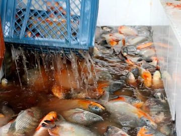VENTA DE FINCA CON UNIDAD DE PRODUC.DE ESPECIES DE PESCADO DE AGUA CALIENTE