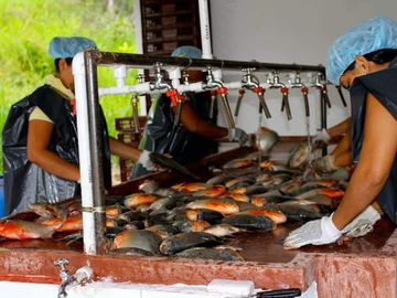VENTA DE FINCA CON UNIDAD DE PRODUC.DE ESPECIES DE PESCADO DE AGUA CALIENTE