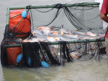 VENTA DE FINCA CON UNIDAD DE PRODUC.DE ESPECIES DE PESCADO DE AGUA CALIENTE