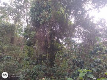 FINCA DE 2 HTS EN MINCA SANTA MARTA COLOMBIA.