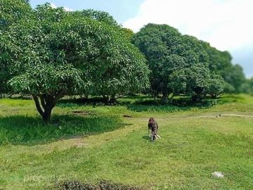 DOLPHY VILLE ESTATES RESIDENTIAL LOT FOR SALE.