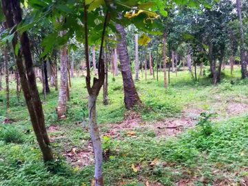 Agricultural / Farm lot for Sale in San Pablo City, Laguna