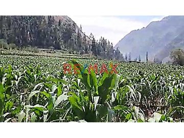 TERRENO CON UN ÁREA DE 4,663 M2 UBICADO EN OLLANTAYTAMBO - SECTOR PACHAR