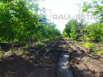 VENDEMOS Parcelas con nogales como inversión o vivir