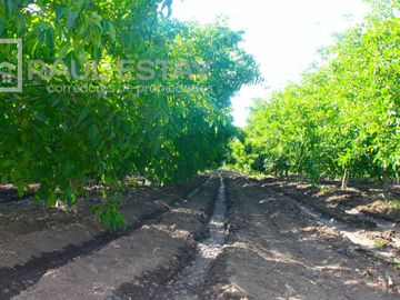 VENDEMOS Parcelas con nogales como inversión o vivir