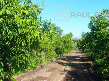 VENDEMOS Parcelas con nogales como inversión o vivir