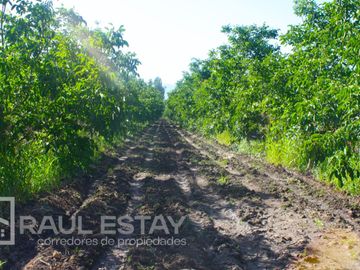 VENDEMOS Parcelas con nogales como inversión o vivir