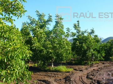 VENDEMOS Parcelas con nogales como inversión o vivir
