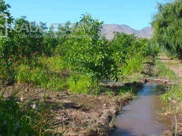 VENDEMOS Parcelas con nogales como inversión o vivir