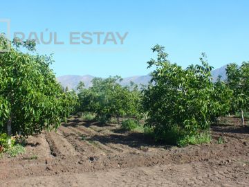 VENDEMOS Parcelas con nogales como inversión o vivir