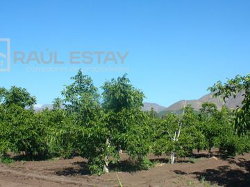 VENDEMOS Parcelas con nogales como inversión o vivir