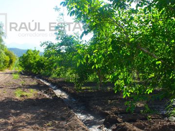 VENDEMOS Parcelas con nogales como inversión o vivir