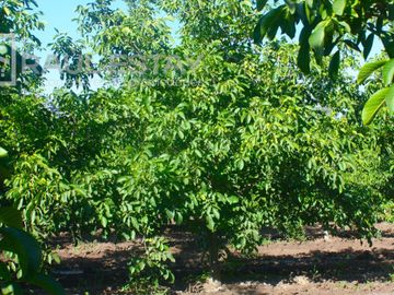 VENDEMOS Parcelas con nogales como inversión o vivir