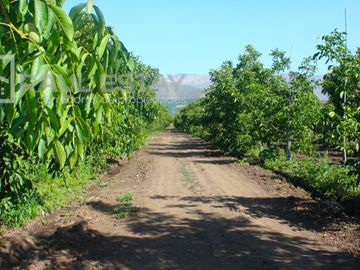 VENDEMOS Parcelas con nogales como inversión o vivir